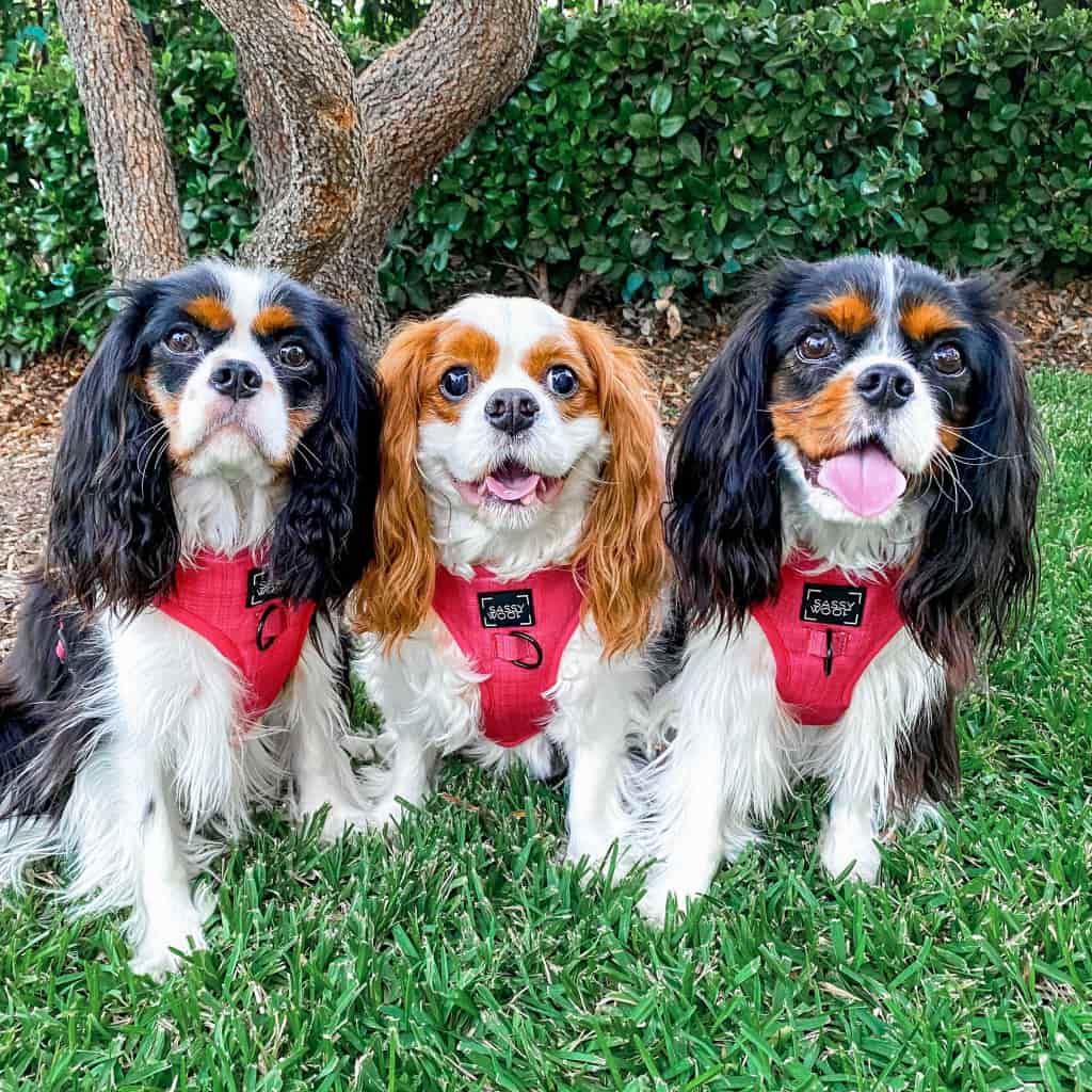 'Merlot' Adjustable Dog Harness 'Merlot' Adjustable Dog Harness