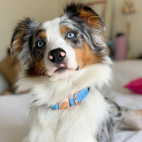 Blumond' Dog Collar Blumond' Dog Collar