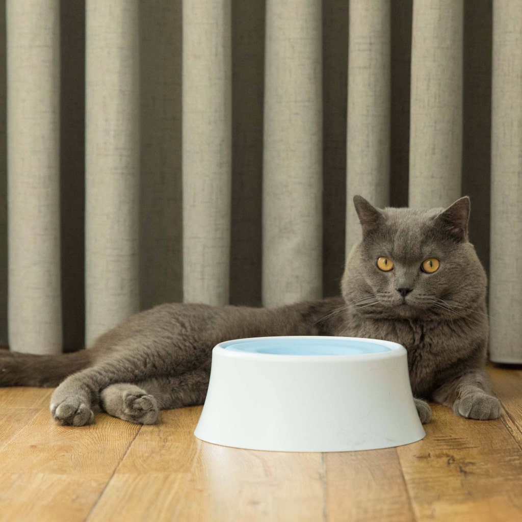 Anti-Splash Water Dispenser for Pets Anti-Splash Water Dispenser for Pets