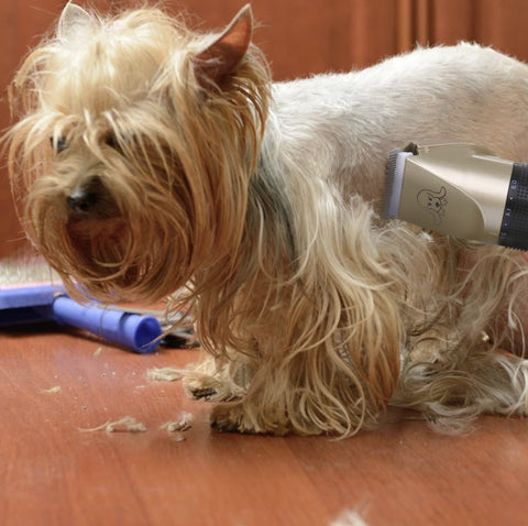 Pet Grooming Tool