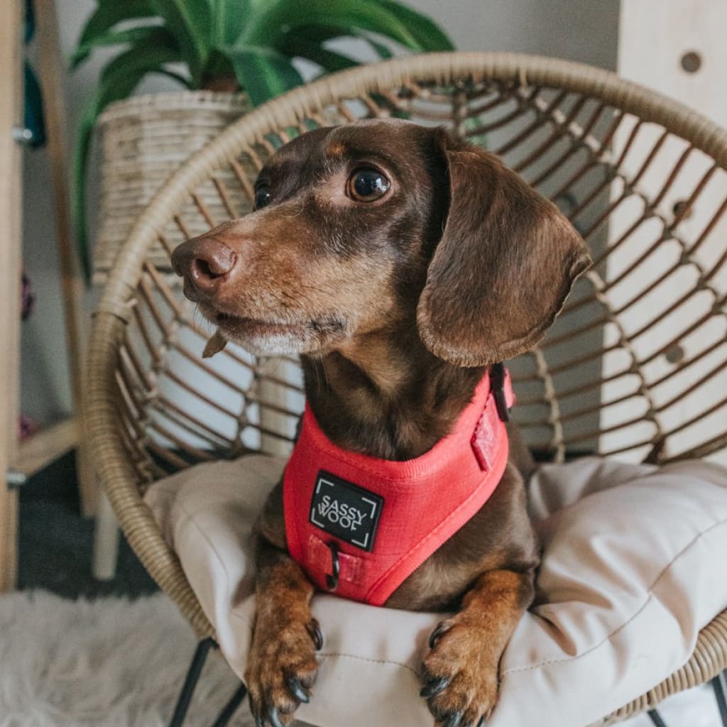 'Merlot' Adjustable Dog Harness